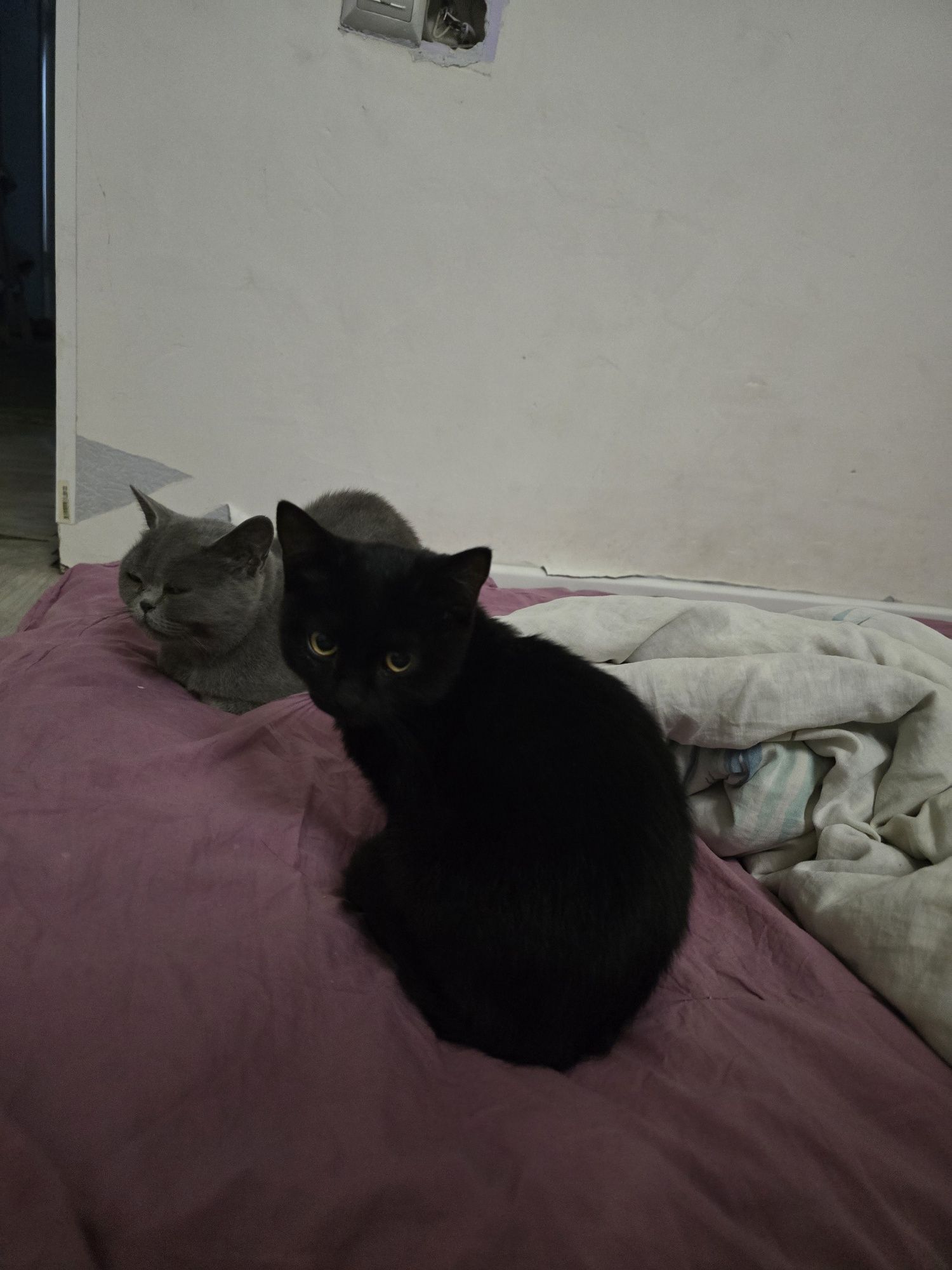 Котята бесплатно