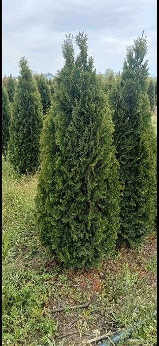 Vând plante ornametale spirale