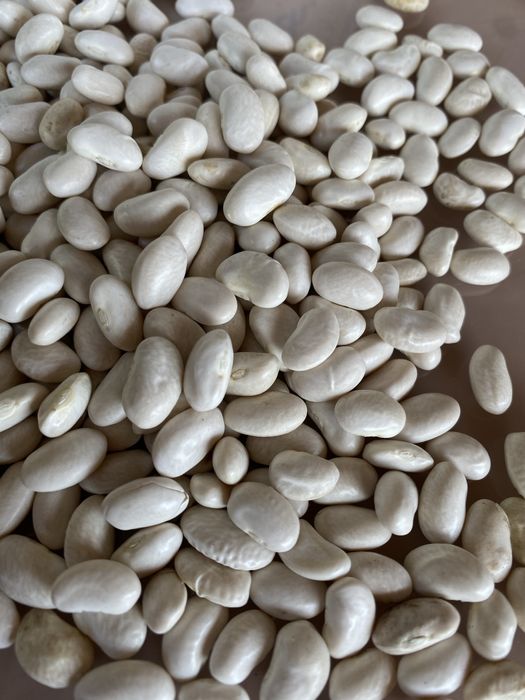Producator vand fasole boabe alba an 2025