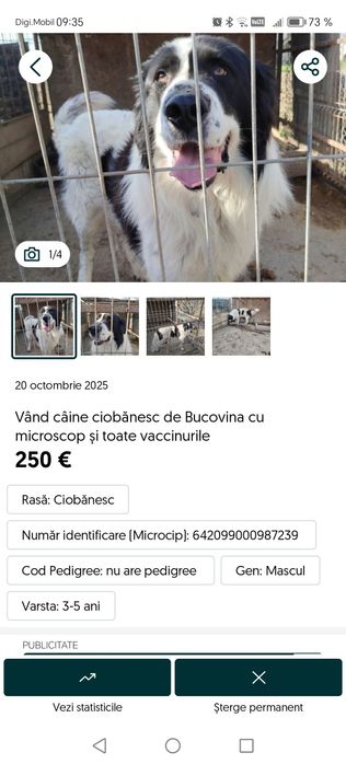 Donez câine ciobănesc
