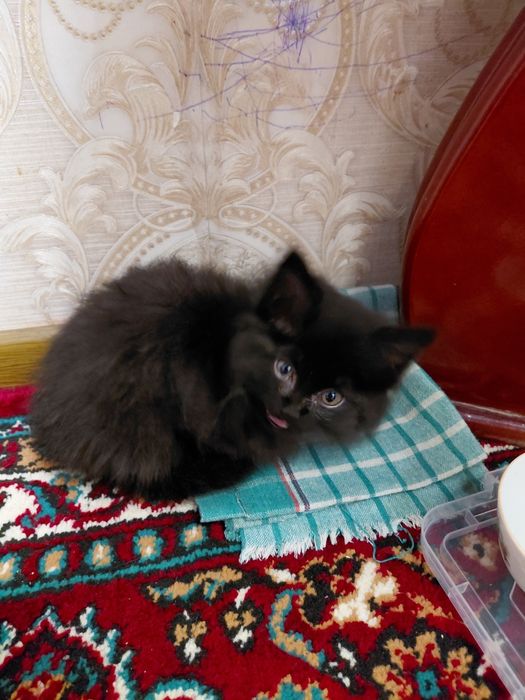 котенок готов к усыновлению