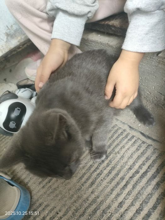 Отдам котенка 4 месячный