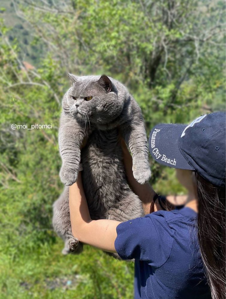 Котёнок девочка британка