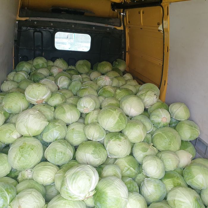 Varza de vânzare