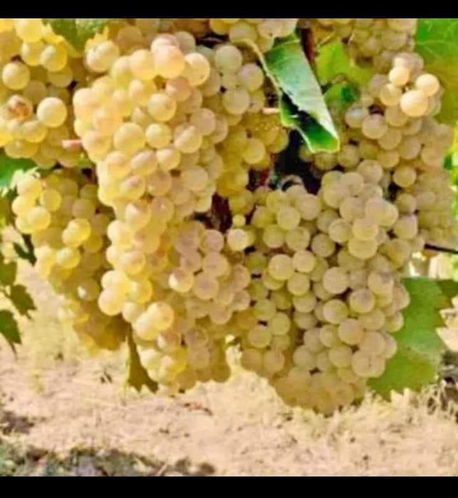 Vând struguri de vin