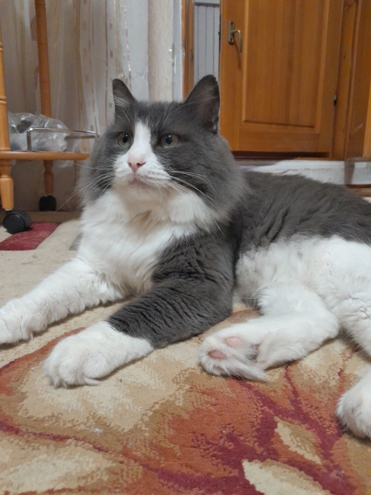 Срочно отдам бесплатно домашнего серьезного чистого кота в добрые руки