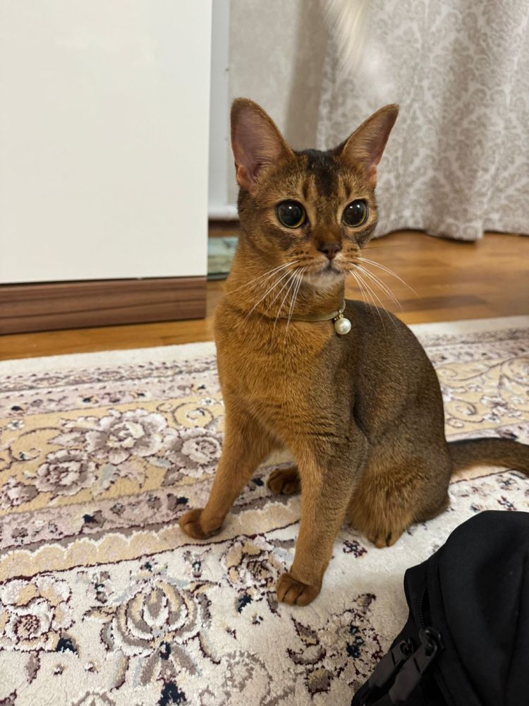 абиссинская кошка на вязку