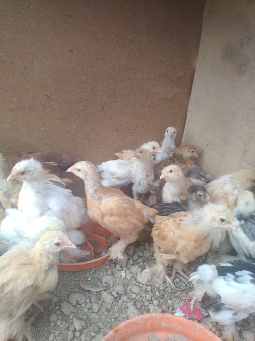 Брамма жужалар сотилади