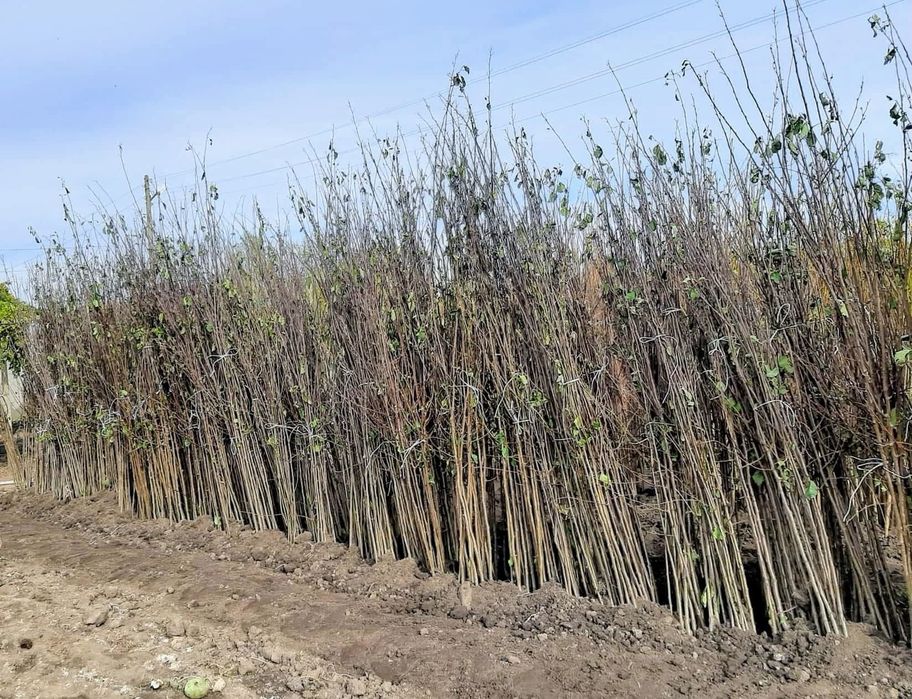 Овощни дръвчета сливи