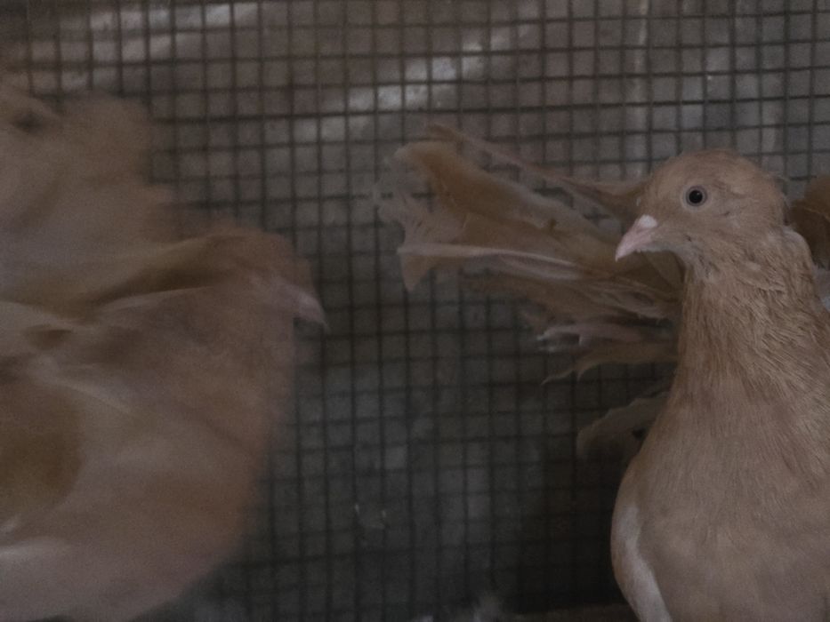 Гълъби - всякакви видове