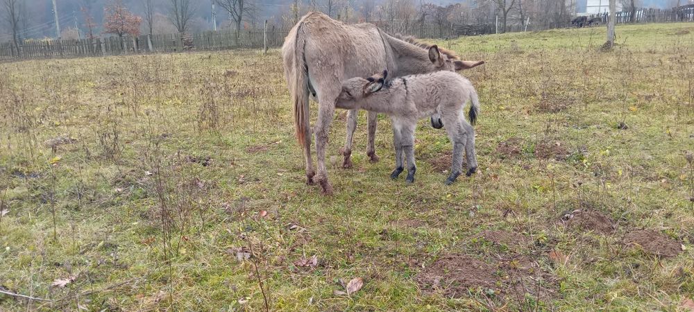 Magarita cu pui mic mascul