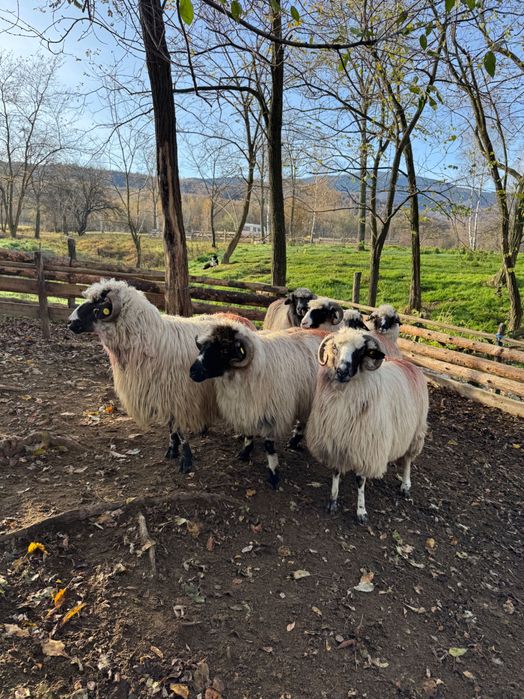 Vand 7 oi de la 3-5 miei