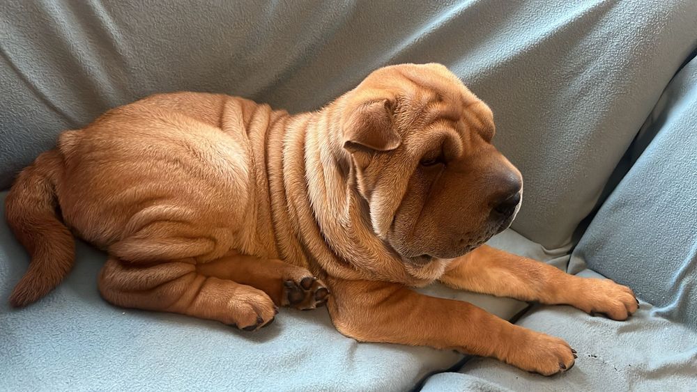 Прекрасен  Шарпей