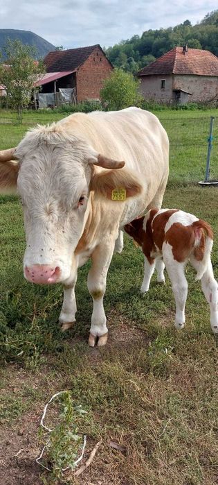 Vând vacă cu vițea