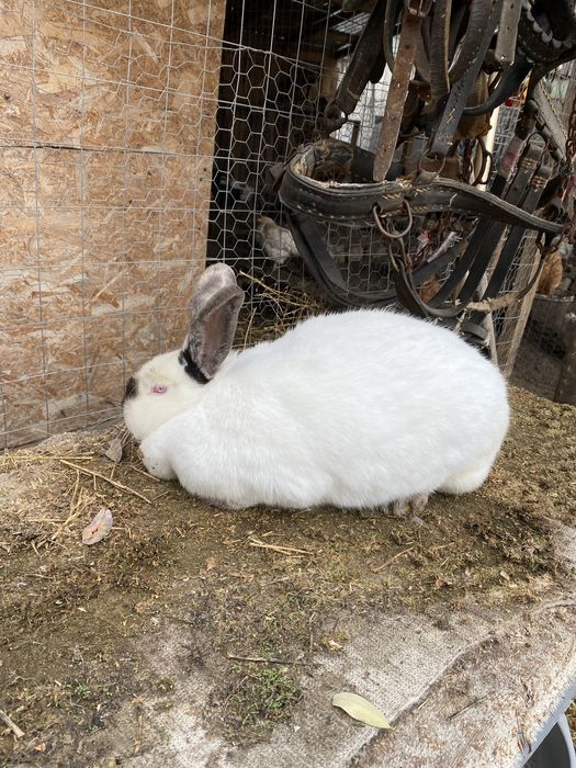 Vand Iepuri californieni