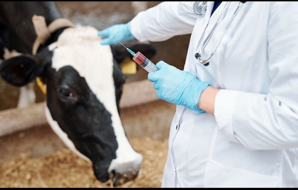 Veterinariya xizmati. Veterinar vrach