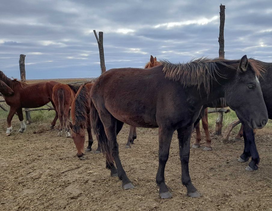 Продам Байтал с табуна