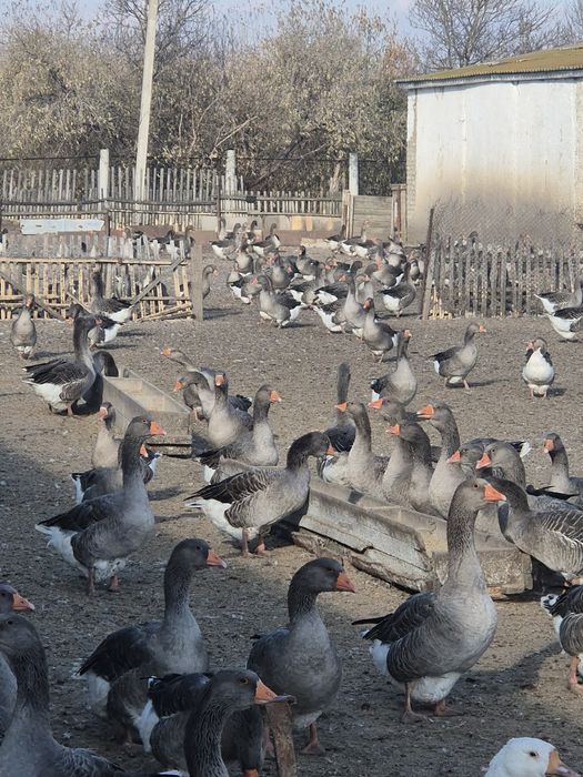 Продам гусей, уток живым весом.