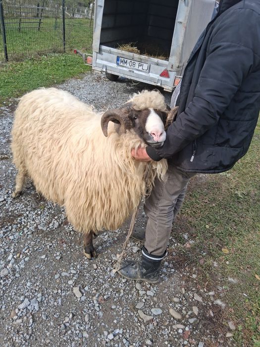 Berbec mior de vânzare