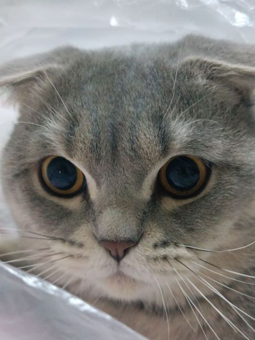 Продаётся Кот Барсик. Скоттиш Фолд