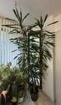 Дърво Драцена (Dracaena)