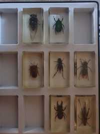 Insecte reale în rășină de colecție