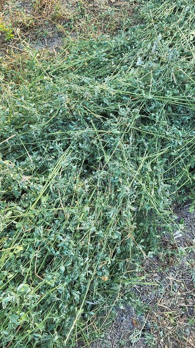 Baloți de lucernă se vând urgent