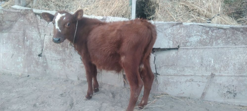 Sifatli paroda Buqacha sotiladi