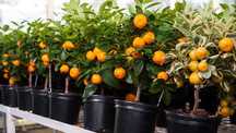 limon, apelsin, mandarin, kumkuva, kuchatlari ishonchli 100%