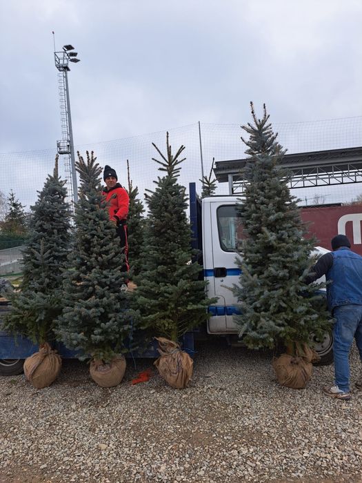 Vând brazi la ghiveci