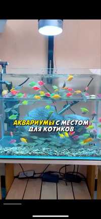 Zakazga Akvarium Xoxlagyan razmerizda 30 kunda tayor boladi