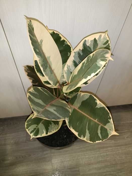Ficuși în degrade mari de 1m
