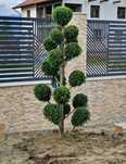 Leylandii/ Magnolia