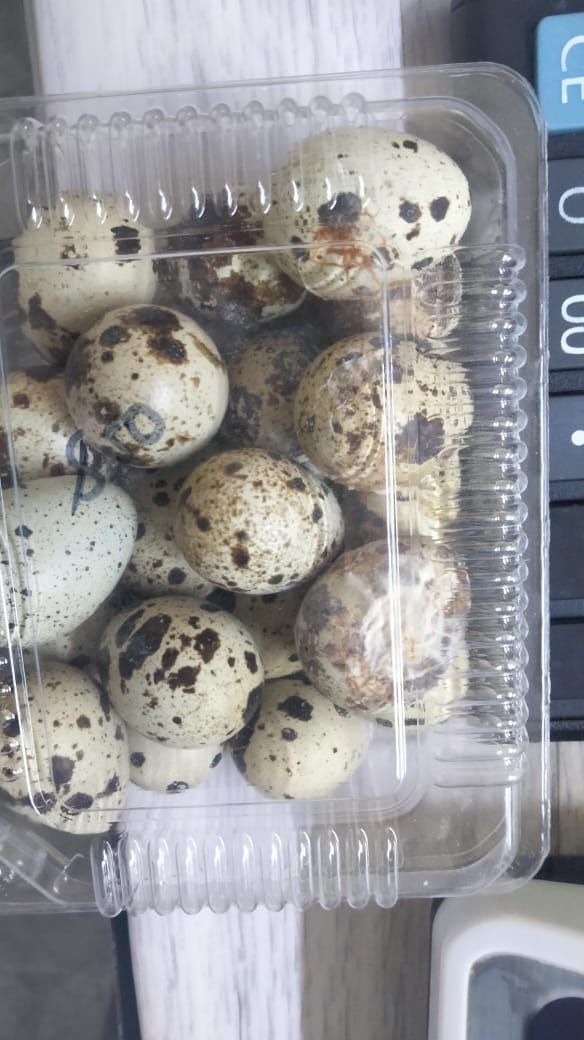 Продам яйца перепелиные