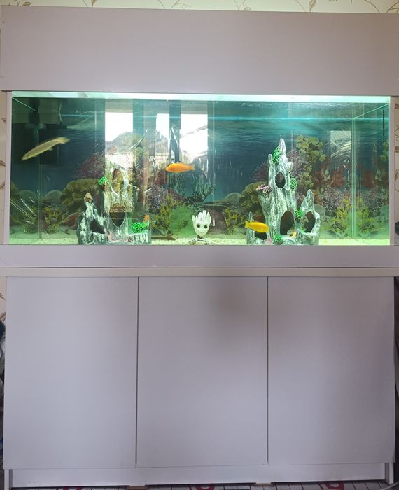 Akvarium hamma narsasi bilan sotiladi tayor