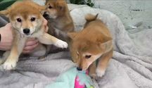 Pui Shiba Inu roscat