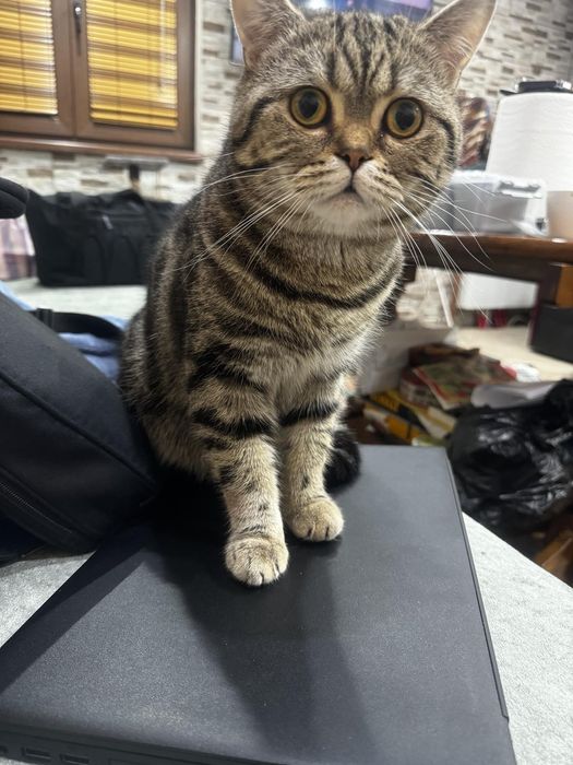 Малки британски котенца