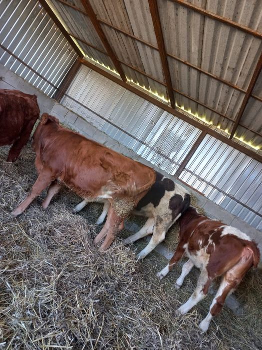 Vând 3 vitele și un mascul