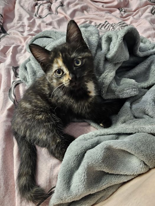 Котёнок бесплатно