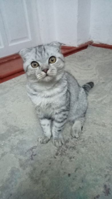 Котёнок вислоухий, возраст 6 месяцев