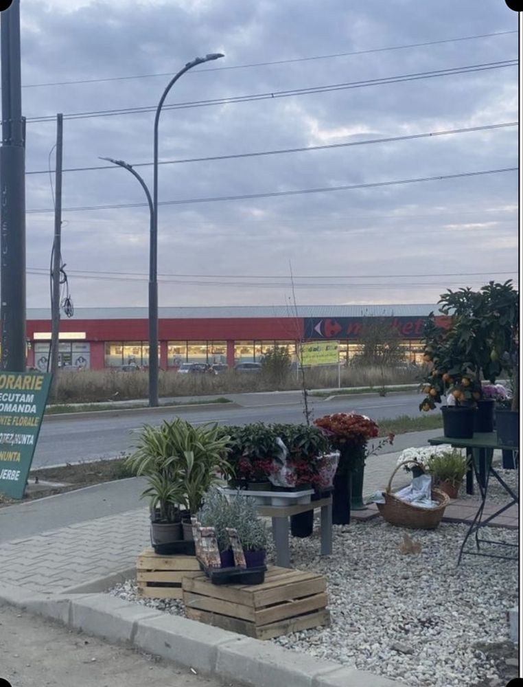 Teren vanzare comuna Berceni