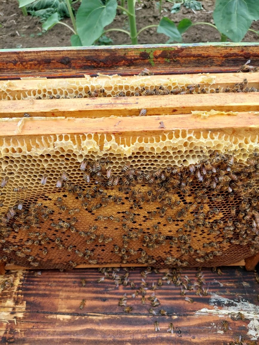 Vand fam.   albine mătci selecționate!