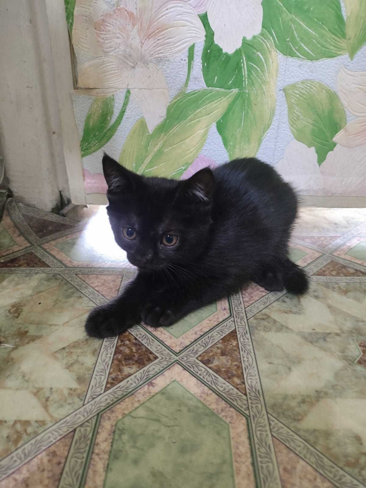 Котёнок родилась 9 мая