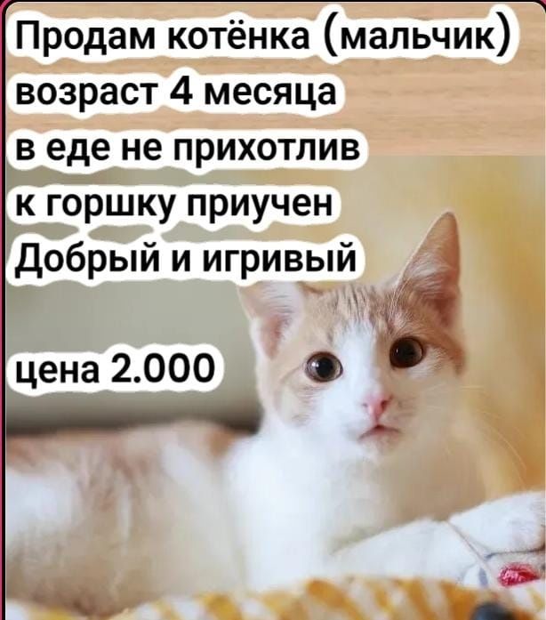 Продам котят в добрые руки