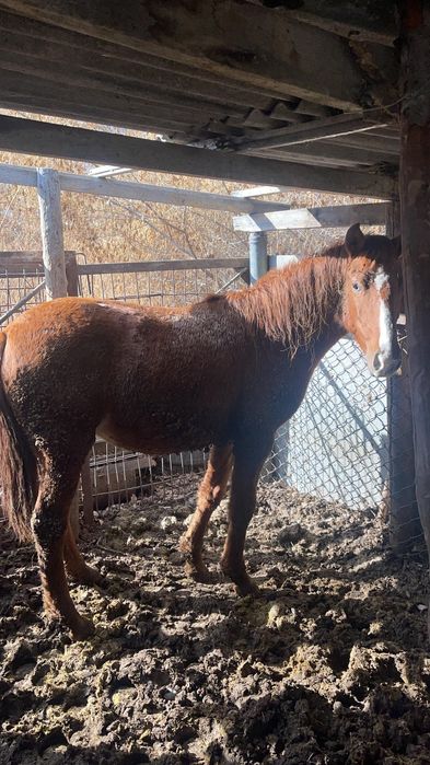 Продам. Байтал семіз 4 ай байланған.