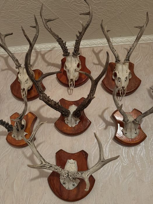 рога, декоративный элемент