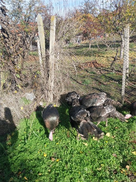 домашни селски пуйки и пуяци 7 броя  отглеждани на свобода на село  хр