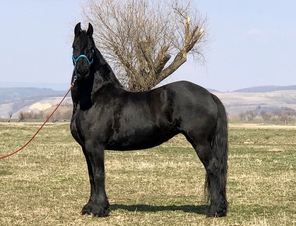 Iapa Friesian gestantă