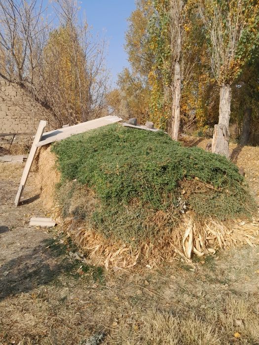 Продаётся клевер