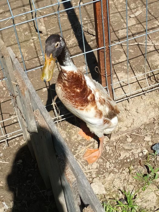 Vând rățoi indieni(rațoi alergători)